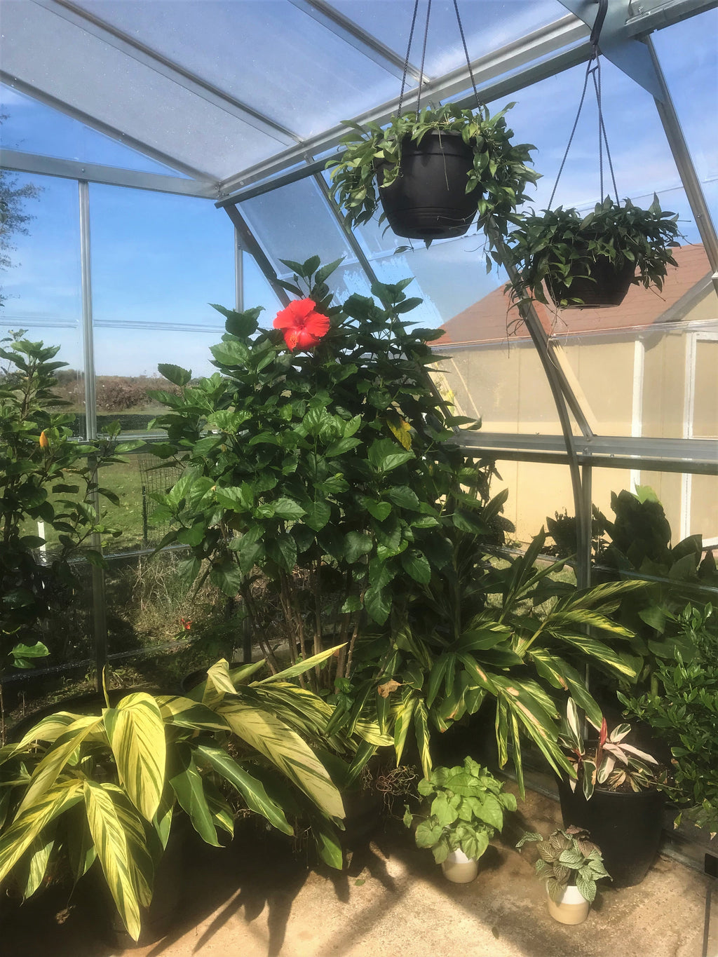 Canopia Americana 12' x 12' Greenhouse