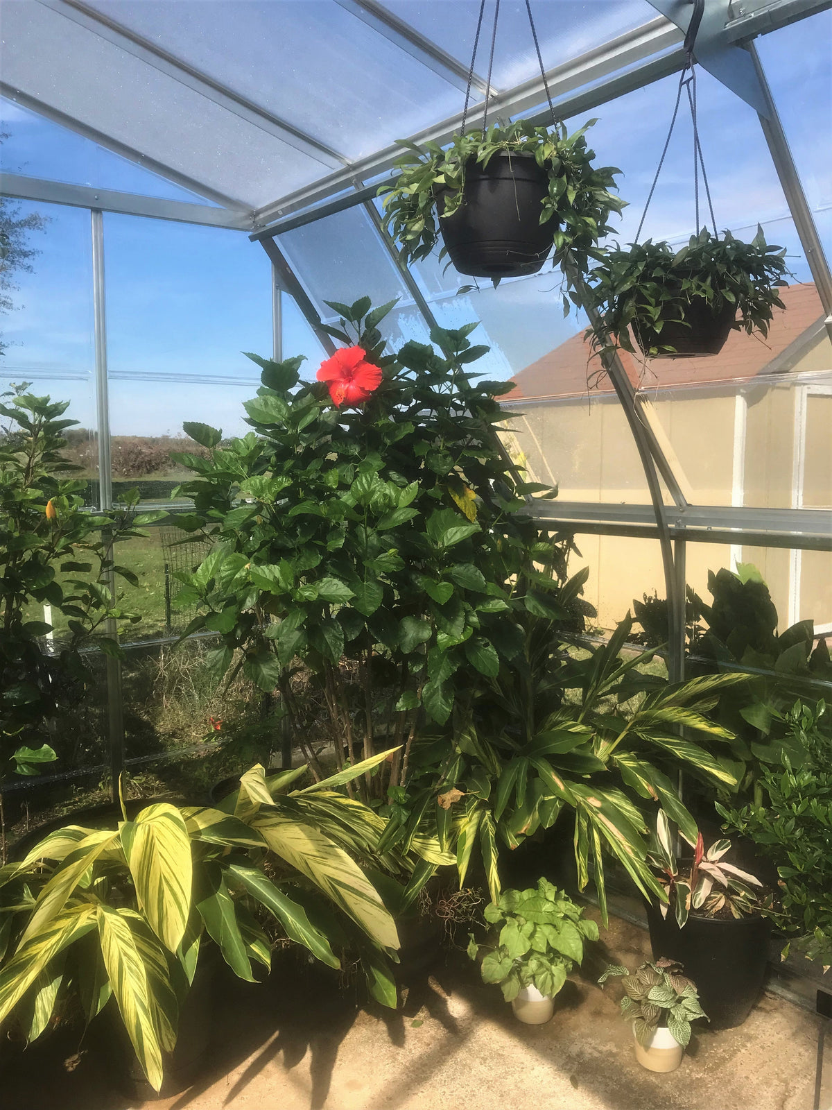 Canopia Americana 12' x 12' Greenhouse