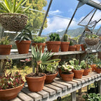 Canopia Americana 12' x 12' Greenhouse