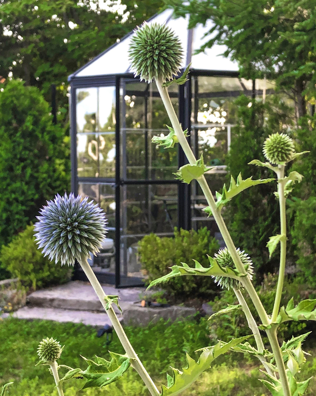 Canopia Oasis Hex Greenhouse