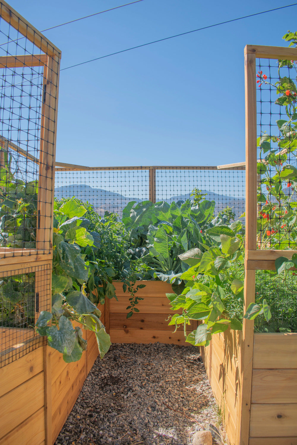 Outdoor Living Today Garden in a Box with Deer Fence | 8×8