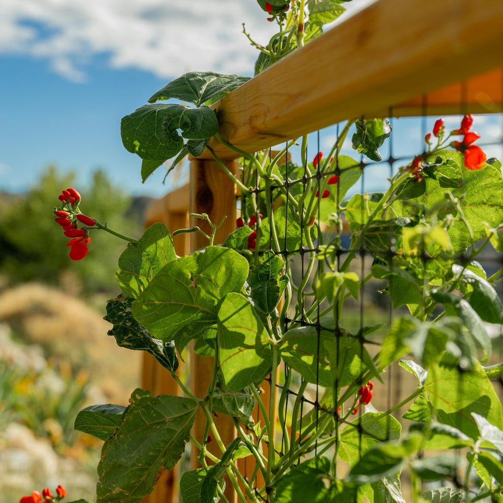 Outdoor Living Today Garden in a Box with Deer Fence | 8×8