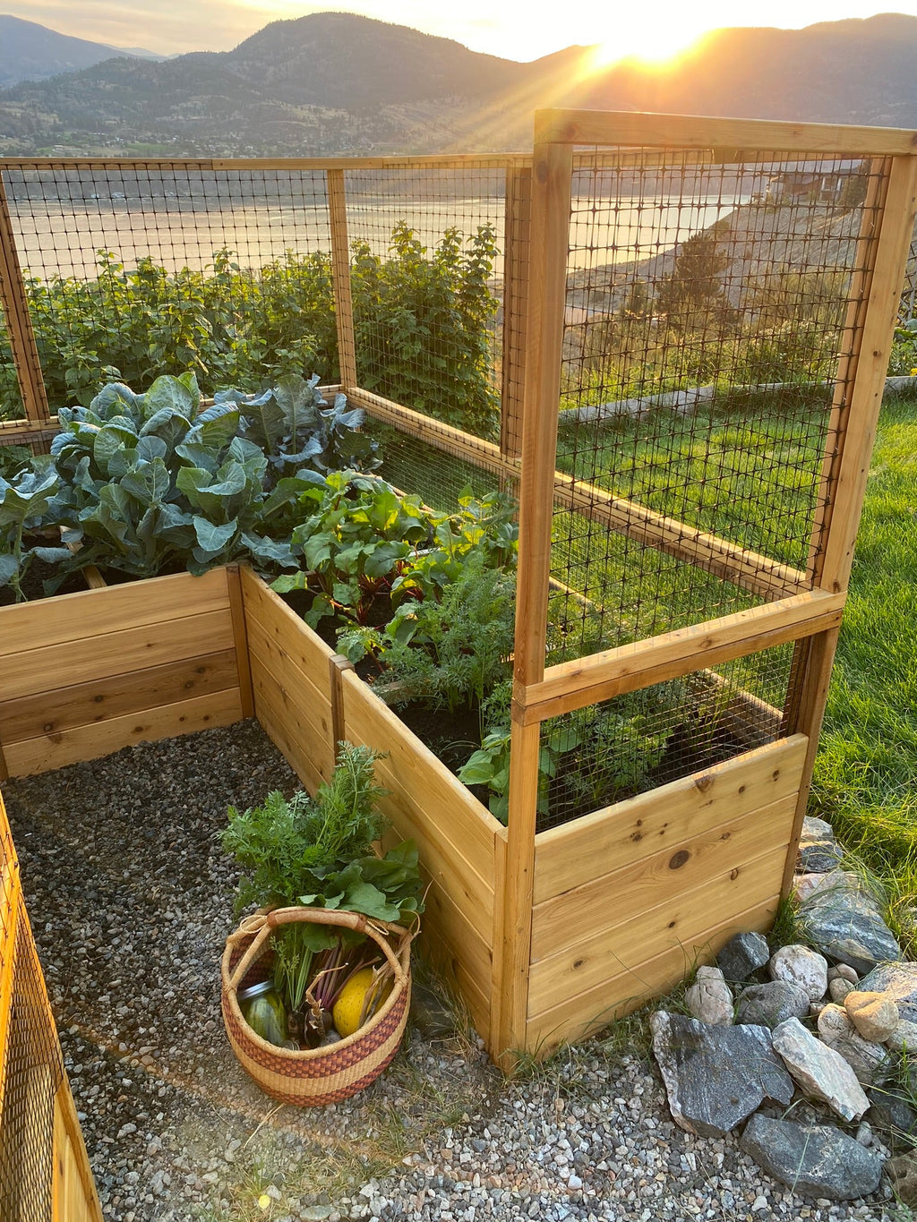 Outdoor Living Today Garden in a Box with Deer Fence | 8×8